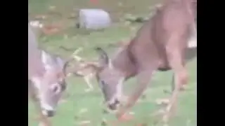 Bucks