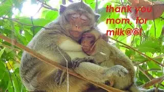 Our prince Lucas feel thankful mom Leyla give warm milk,finally Leyla hug comfort Lucas in chest