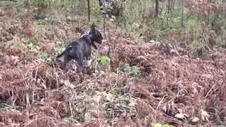 Макс. Прогулка 2015.09.27 p06