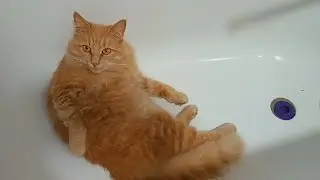 Котик умывается в ванной. Хорошего всем настроения!