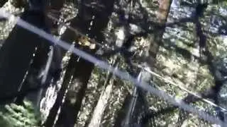 Big Bear Lake Ca bobcat trying to get my chickens