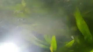 Aquarium Top View