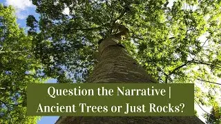 Question the Narrative | Ancient Trees or Just Rocks?