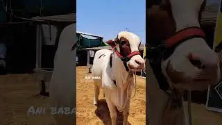 Jbh mashallah #cowmandi #mandi #mandi2023 #mandikadewana #cowlover #mkd #cow