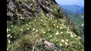 ДРИАДА  (DRYAS)  сем. Розоцветные