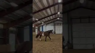 I love Honeys canter sm 😍 #equestrian #groundwork #horseriding #canter #viral