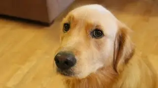 Jealous Dog Want Attention Compilation NEW