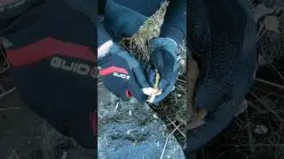 Кава з кореня кульбаби