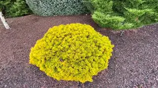 Fall Colors | Japanese Style Gardens | Rare Conifers and Mature Specimen Trees part 1 #dwarfconifers