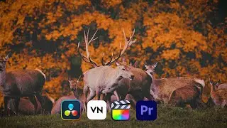 Free MOODY WILDLIFE Nature Luts | How To Use Luts In Adobe Premiere Pro.