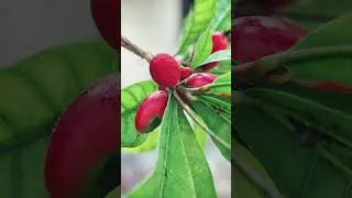 What Are The Health Benefits of Miracle Fruit?#shorts
