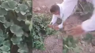 Қауынның пәлегін қаитару. Осы пәлекті неге қайтарады Д ихан
