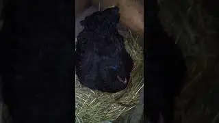 Куро́чка кохинхин черный села выводить цыплят