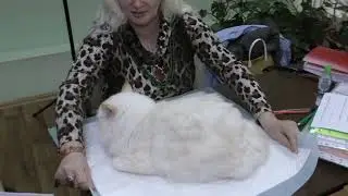 Качество породистых кошек.