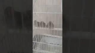 Амадинчики