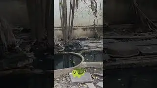 turtle 🐢