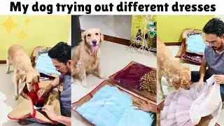 My dog's fashion show 💃| Dog Trying out different dresses👗 🐾  @EmmatheGR#goldenretiever#cute #funny