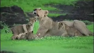 Lion's Family time | mastiy savaj | #short