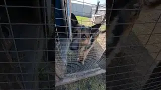 какой собакин🐕 #собакин #овчарка #друг#новосибирск #нск54 #лето #жара