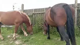 Молодой жеребец знакомится