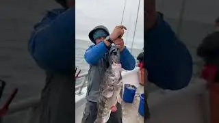 Massive 15lb Blackfish Party Boat Fishing the Island Current! #tautog