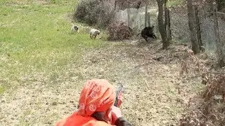 I MIGLIORI MOMENTI DI CACCIA AL CINGHIALE!! Stagione 2017/2018 - Top 19 moments of Wild Boar Hunting