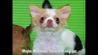 ПРОДАЮ ТРИ МИНИ ЩЕНКА ЧИХУА 