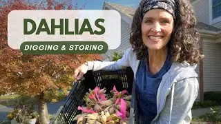 How to Dig & Store Dahlias - Step-by-Step Guide