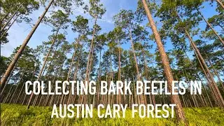 Collecting Bark Beetles in Austin Cary Forest - Florida