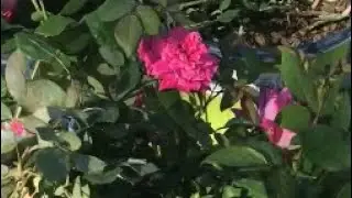 Shopping for plants