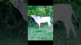 cow. #shortvideo #cowvidieo #cow #cowsong #animal