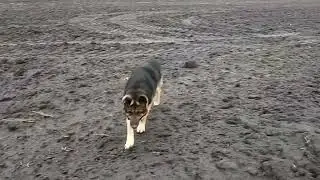 Пшеничка по No-til,та мої думки.