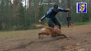 День ног. Октябрь 2024
