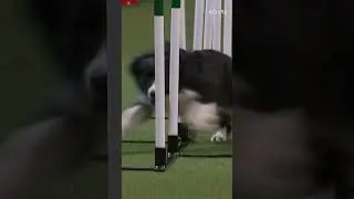Weeeaving all over the course | Crufts 2024