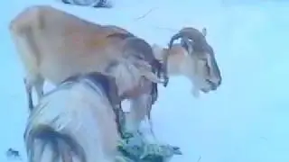 СОБАКИ ,КОЗЫ