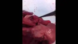 Cutting real lamp heart