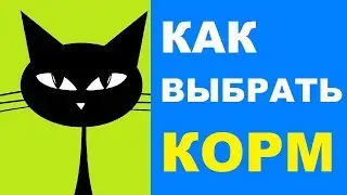 Как правильно выбрать корм для кошки: учимся читать состав