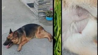 German shepherd female pregnant 55 day ❤️❤️❤️