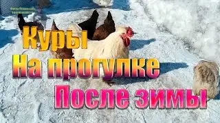 Куры несушки на прогулке после зимы | Жизнь в селе