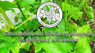 Дополнительная обработка винограда от болезней.