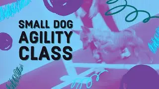 Small Dog Agility Class Sign-Ups!