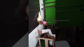 Achacha 5 bulan(1)