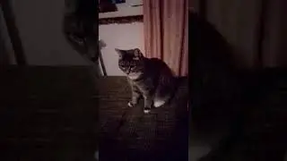 ДАШУЛЬКА