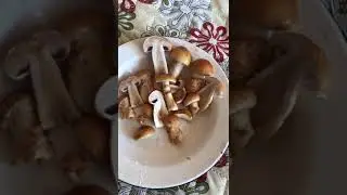 Есть такие грибы, оказывается...