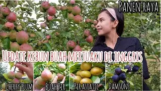 UPDATE ON MY IN-LAW'S FRUIT GARDEN IN ENGLAND || ALL THE FRUIT IS AVAILABLE AND THE HARVEST IS CO...