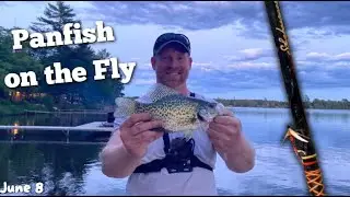 TARGETING Panfish on the FLY in SHALLOW Water | NORTHERN Wisconsin Panfish with the Fly!