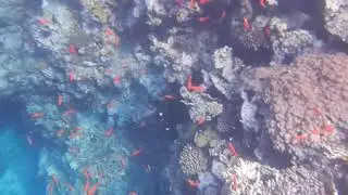 Скорклинк и дайвинг в Красном Море