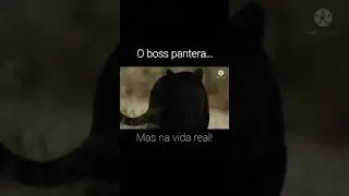 o Boss pantera... Dog sim online!