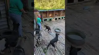 Уборка в большом вольере