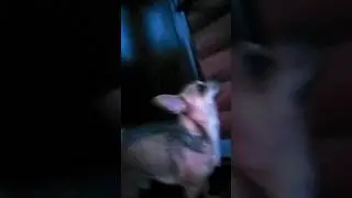 Мы с Тузиком ночью😅